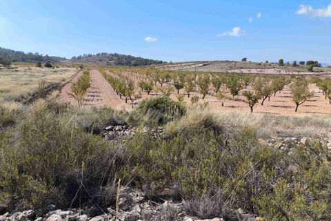 Helårsgrund i Jumilla, Murcia, Jumilla - € 29.900 | Ref: SF0544 - foto 11
